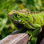 A green iguana basking in the sun on a wooden railing in Mata de São João, Brazil.